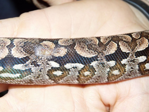 Pri nas ni veliko veterinarjev, ki bi bili specializirani za oskrbo eksotičnih živali. Na fotografiji je poškodovan madagaskarski udav. Foto: Nika Fon Leben