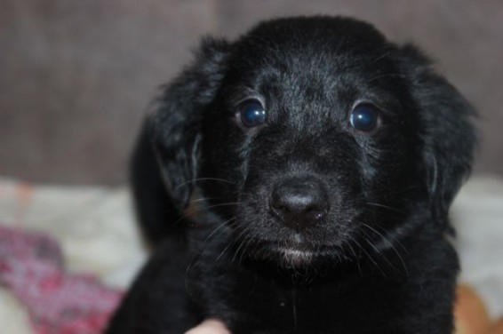 Foto: Zavetišče Horjul