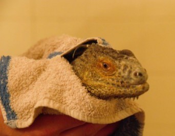 Princeska Sofija ali ljubkovalno Zofi je hudo zbolela. (Foto: Jože Hainz)