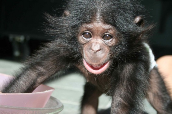 Teco pri štirih mesecih. Foto: Great Ape Trust