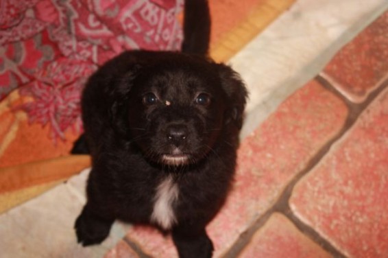 Foto: Zavetišče Horjul