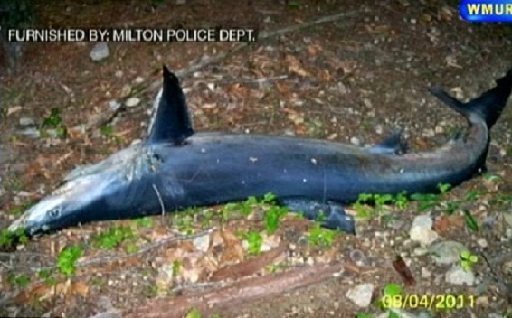 Foto: Milton Police Department via WMUR